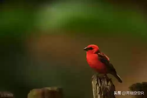 刘禅适合搭配什么射手阵容插图2