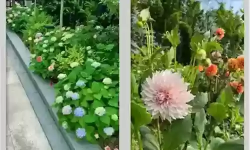 豪华植物阵容搭配图片插图