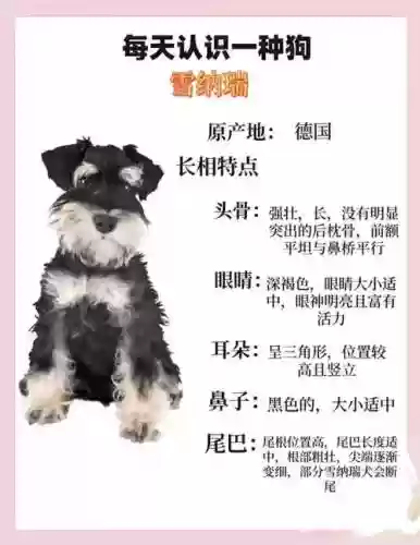 雪纳瑞好友阵容插图