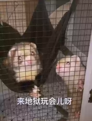 养貂阵容插图