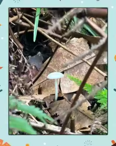 向导装备插图1