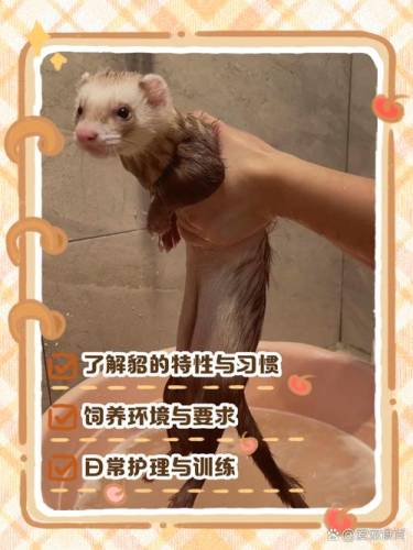 养貂阵容插图1