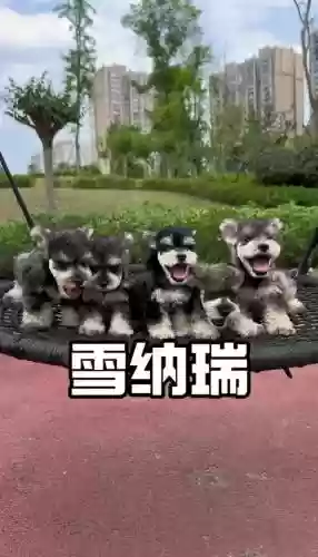 雪纳瑞好友阵容插图1