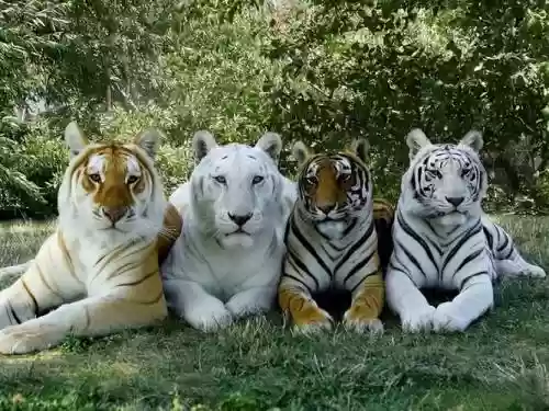 老虎巅峰阵容插图