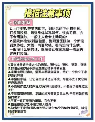 cats新人攻略插图1