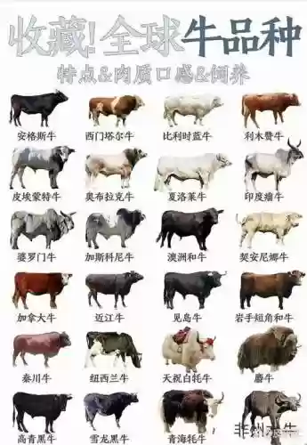 牛牛大阵容插图