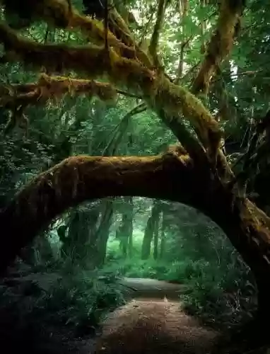魔法森林攻略插图1