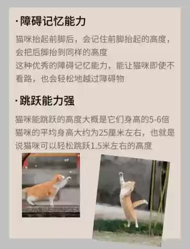 关于猫的技能名称插图1