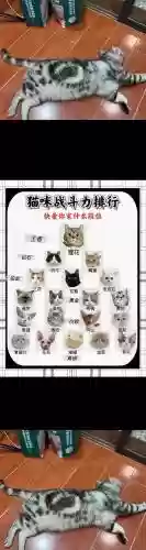 关于猫的技能名称插图