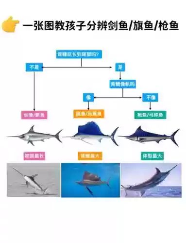 动物武器还是海洋武器插图