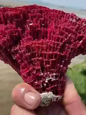 梦幻西游手游血珊瑚和凤凰尾插图1