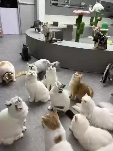 全民猫阵容_1插图1