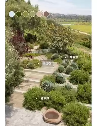 龙舌兰搭配阵容插图1