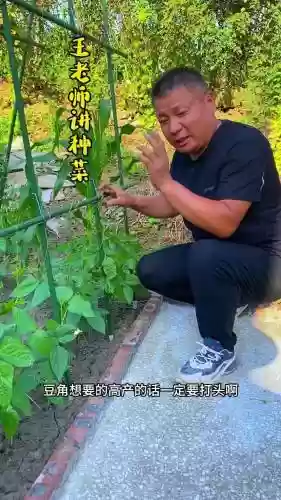 豆角技能插图