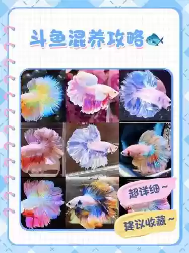 斗鱼阵容搭配插图1