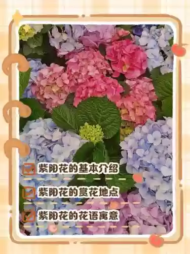 紫阳花阵容搭配_1插图