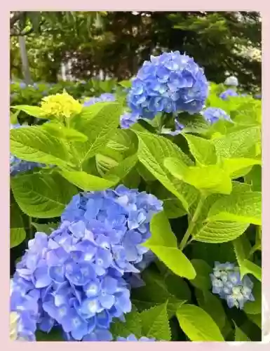 紫阳花阵容搭配_1插图1