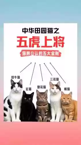 猫虎阵容搭配最新_1插图1