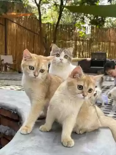猫咪好友阵容_2插图1