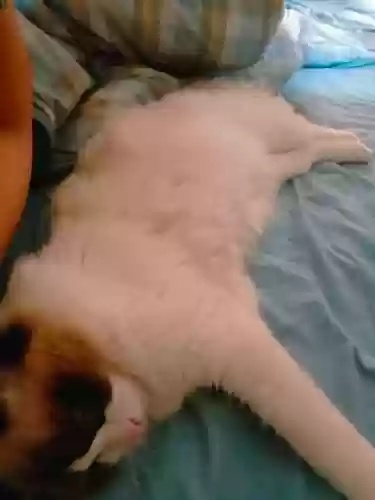 风火物语猫队阵容搭配，风火物语286分插图1
