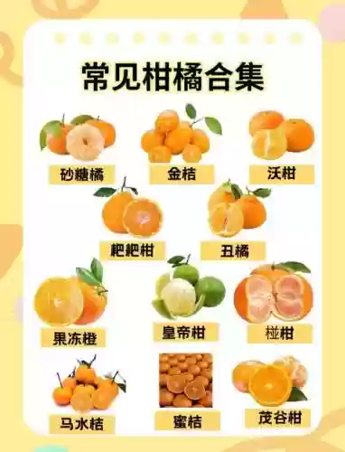 橘子阵容搭配，橘子阵容搭配攻略插图