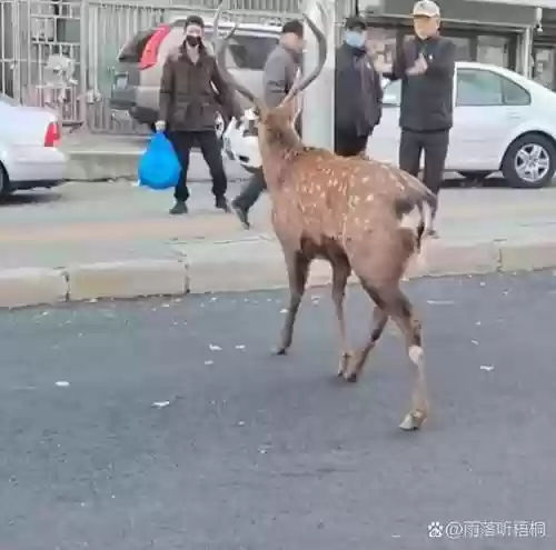 迷失的婴儿鹿攻略视频，迷失的鹿简介插图