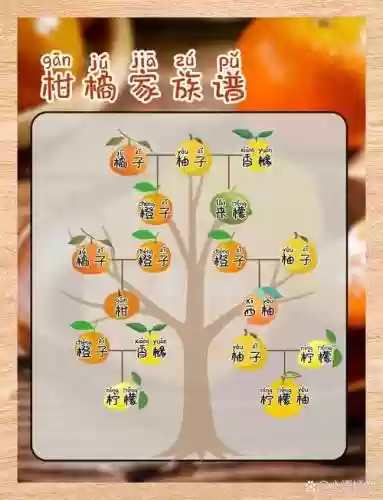 橘子阵容搭配，橘子阵容搭配攻略插图1