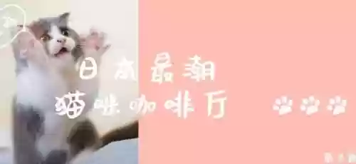 猫咖啡店喜好攻略，猫咖啡店攻略亲密度插图1