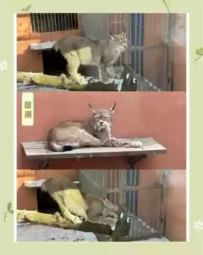 藏猫阵容如何搭配，藏猫猫的玩法插图1