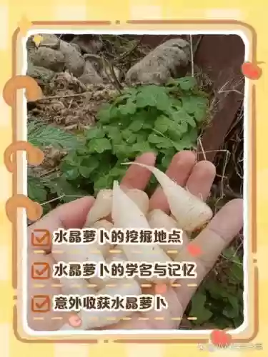 100关水晶萝卜攻略视频，100关水晶萝卜攻略视频教程插图