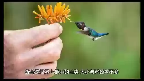 蜂鸟攻略，蜂鸟咋样插图1