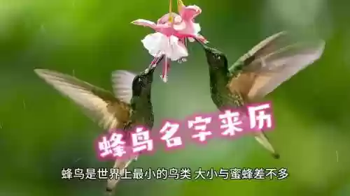 蜂鸟攻略，蜂鸟咋样插图