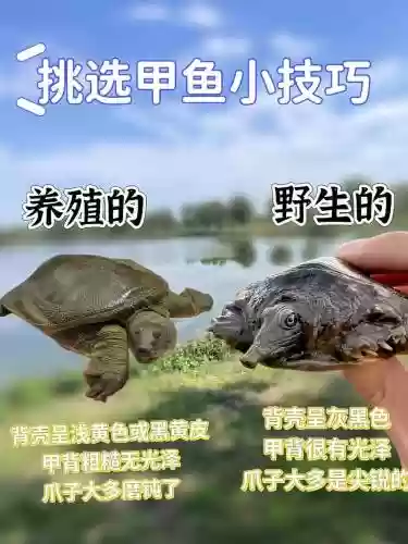 甲鱼推荐技能点，甲鱼结伴技能选择插图1